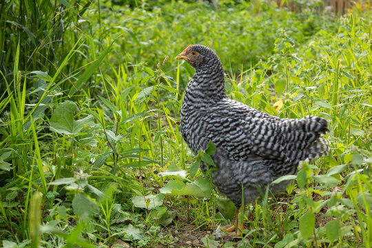 10 Week Old Barred Rock Pullets Free Ranging in Homestead Back Yard; Horizontal, Looking Left