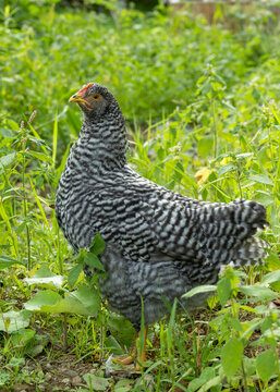 10 Week Old Barred Rock Pullets Free Ranging in Homestead Back Yard; Vertical, Looking Left