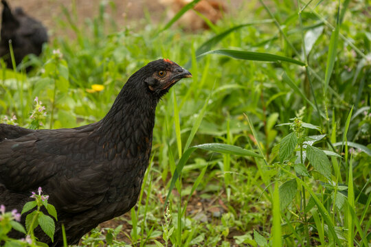 10 Week Old Black Hybrid Pullets Free Ranging in Homestead Yard; Closeup