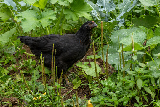 10 Week Old Black Hybrid Pullets Free Ranging in Homestead Yard; Looking Right