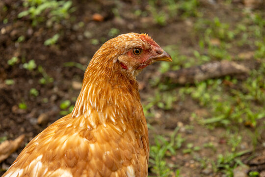 10 Week Old Red Hybrid Pullets Free Ranging in Homestead Yard; Closeup Looking Right