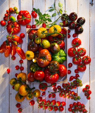 Harvested colorful heirloom tomatoes on rustic wooden table