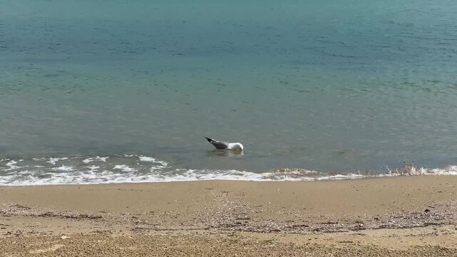 Seagull calmly bobbing on small coastal waves near the sandy shore creating a peaceful marine wildlife scene. High quality 4k footage