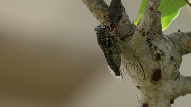 Black cicada (Cryptotympana facialis) singing on a branch [With Audio]
