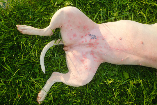 Dog Lying On Summer Grass, Bitten By Insects With Allergic Reaction