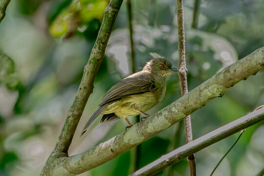 red  eyed bul bul
