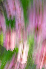 Fototapeta premium Close-up. Blurred image. Motion. Abstract background. Blooming flowers. Irregular pink and green patches.