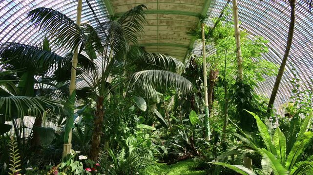 A historic palm house interior with tall palms under a curved glass roof, Lednice, Czech Republic