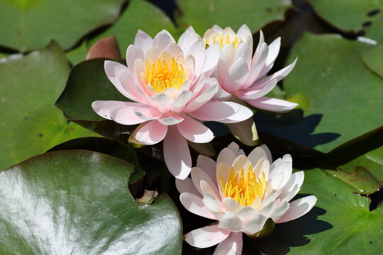trio pale pink, white multi-petaled cup-shaped water lily blossom, yellow central stamens, round notched green leaves (Nymphaea) (macro, close-up, sunshine) 6066