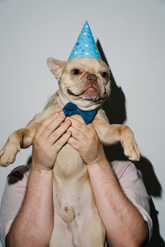 French Bulldog Wearing Birthday Hat Portrait