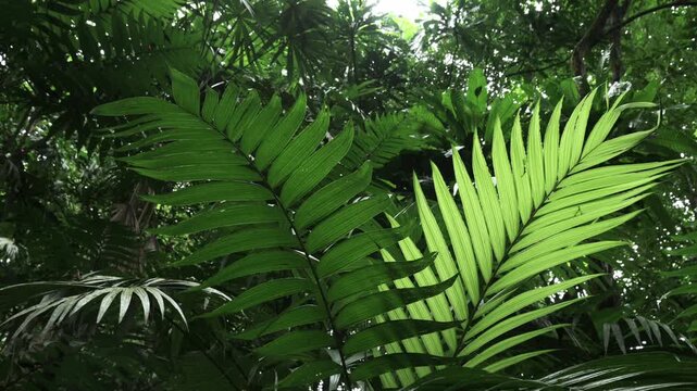 Wide horizontal photograph capturing bright green, backlit palm leaves set against a dense tropical canopy in Soberania National Park, Panama. Taken along the Plantation Trail, the image highlights th