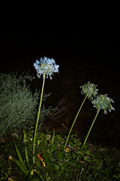 Nighttime Flowers Grow Near Dark Surroundings