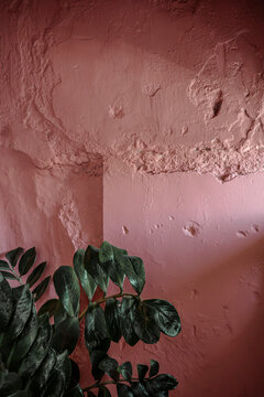 Plants and Textured Wall in a Quiet Indoor Setting