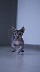 cat and mouse © Niro zohar 