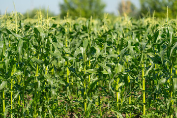 Fototapeta premium Golden sweet corn thriving in the warm sunlight of a sunlit field under a clear blue sky