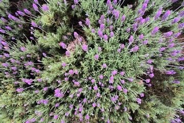 Obraz premium close up of lavender flowers