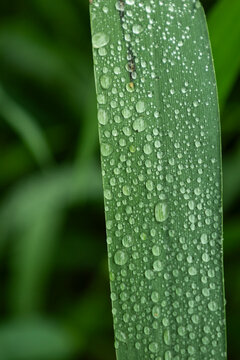 Green Leaf Covered With Dew Droplets In Soft Natural Light