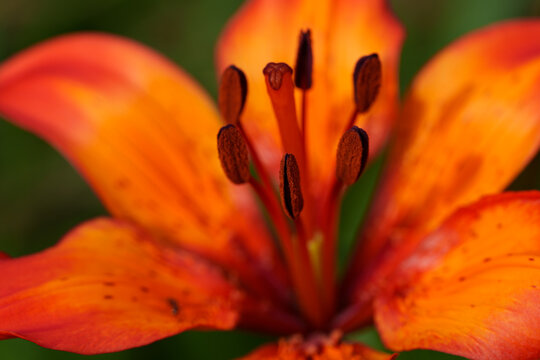 A serene lily growing in a vibrant natural environment, showcasing its orange and yellow hues. The close-up view highlights the plant material with green leaves and detailed texture.