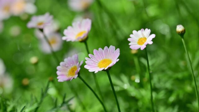 Pale pink marguerite daisies with dewdrops on their petals, Lednice, Czech Republic