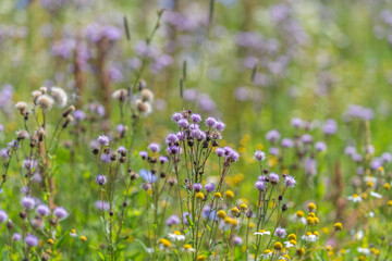 Obraz premium Colorful wildflowers sway gently in a sunlit meadow creating a vibrant tapestry of purple and yellow blooms