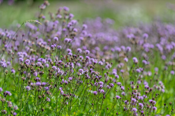 Obraz premium Fields of delicate purple wildflowers sway gently in the breeze under the warm afternoon sun creating a serene and enchanting landscape