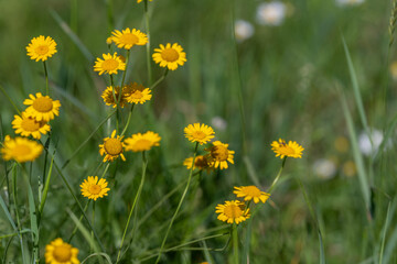 Fototapeta premium Bright yellow wildflowers sway gently in a sunlit green meadow during a warm spring afternoon