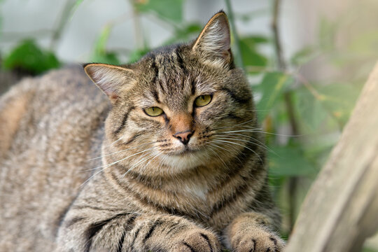 Tabby Cat Portrait Staring Forward Among Foliage