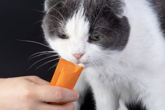 Gray and White Cat Licking Treat Pouch on Dark Background