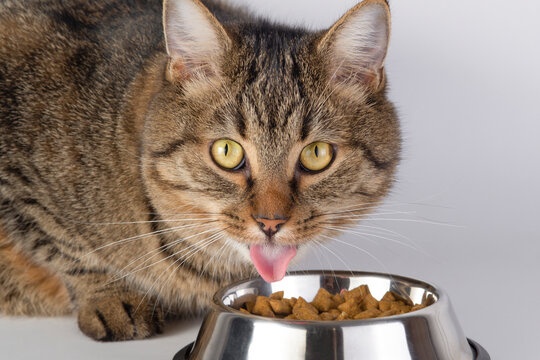 Tabby Cat Licking Lips Beside Bowl of Dry Food