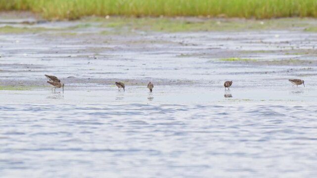 Shorebirds feeding across a salt marsh tidal flat in summer