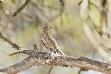 Un joven Escribano soteño (Emberiza cirlus) analizando el terreno desde el pino © FranciscoJose