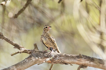 En la rama del pino en un soleado día un precioso y joven Escribano soteño (Emberiza cirlus) © FranciscoJose