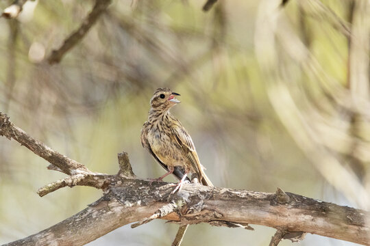 En la rama del pino en un soleado d&iacute;a un precioso y joven Escribano sote&ntilde;o (Emberiza cirlus)