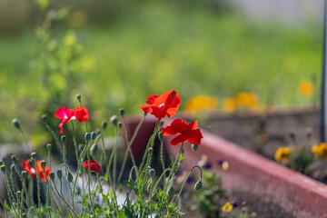 Obraz premium Poppies bloom in vibrant colors across a sunny European garden during springtime