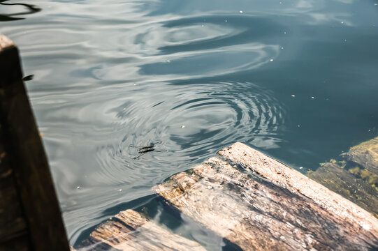A water strider glides across the surface of clear water above a sunken log.