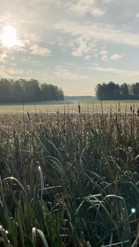 Frosty Autumn Meadow at Sunrise Vertical Video