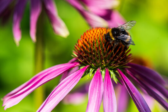 Bumblebee feeding on a vibrant purple Echinacea coneflower in bloom, with vivid petals and a detailed orange flower center against a soft green background.