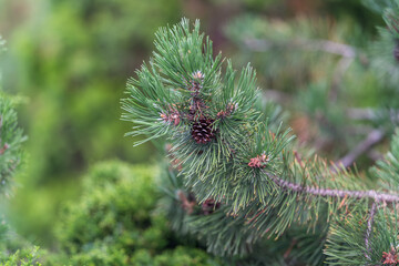 Pine branch with green needles and a pine cone in a forest setting during the daytime © beholdereye