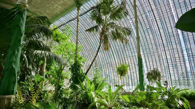 Tall leaning palms and hanging baskets against the curved glass wall of a palm house, Lednice, Czech Republic