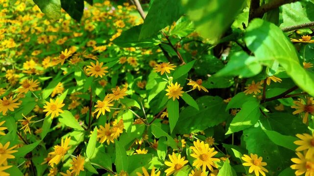 Yellow Melampodium Butter Daisy Flowers Bed in Garden, 4K Slow Motion Cinematic Background