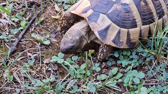 Close Up of Land Tortoise Eating Grass with Wasp Landing on Ground Nearby. High quality 4k footage