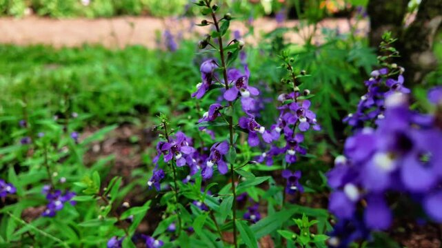 Purple Angelonia Summer Snapdragon Flowers Close Up, 4K Slow Motion Cinematic Background