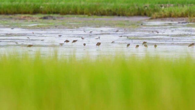Shorebirds feeding across a salt marsh tidal flat in summer