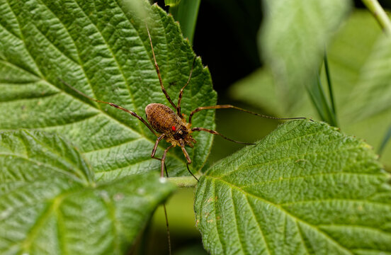 Close-up of a Harvestman spider with an attached tick,sitting on a leaf.
