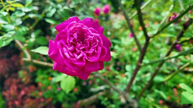 Bright Pink Rose Flower Blooming on Bush Close Up, 4K Slow Motion Cinematic Background