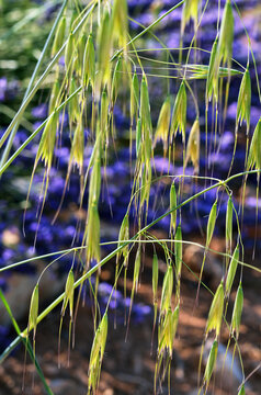 Wild oats avena fatua and lavender on background. Natural background