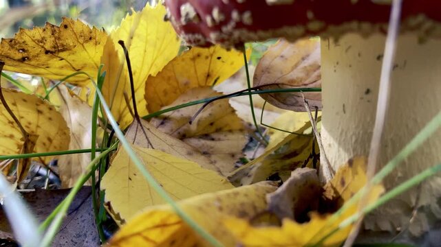 Close-up of Fly Agaric Stem Among Grass and Leaves