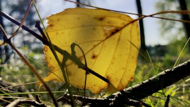 Yellow birch tree autumn leaf close-up b-roll Nordic nature background, 