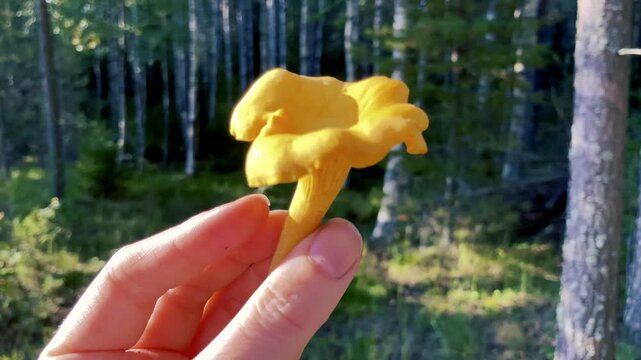 Hand Holding a Chanterelle Mushroom in a Birch Forest