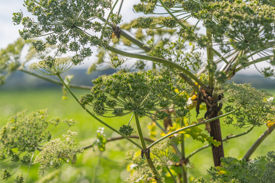 Seeds of hogweed glowing under the sun in a lush green field during a bright summer day